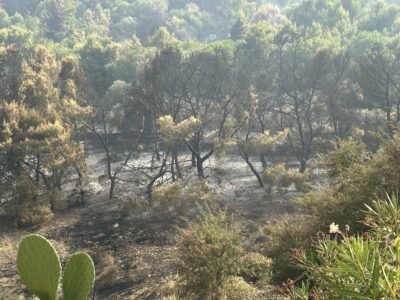 Parco Icori, la realtà delle immagini smentisce l’ottimismo del Sindaco: Il bosco porta le cicatrici del fuoco
