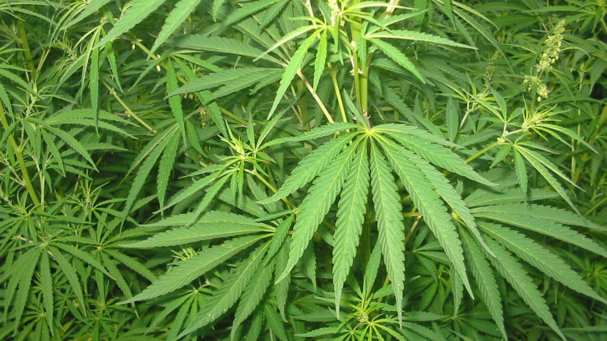 Serra di marijuana in casa a Campobello di Licata, arrestato un trentatreenne