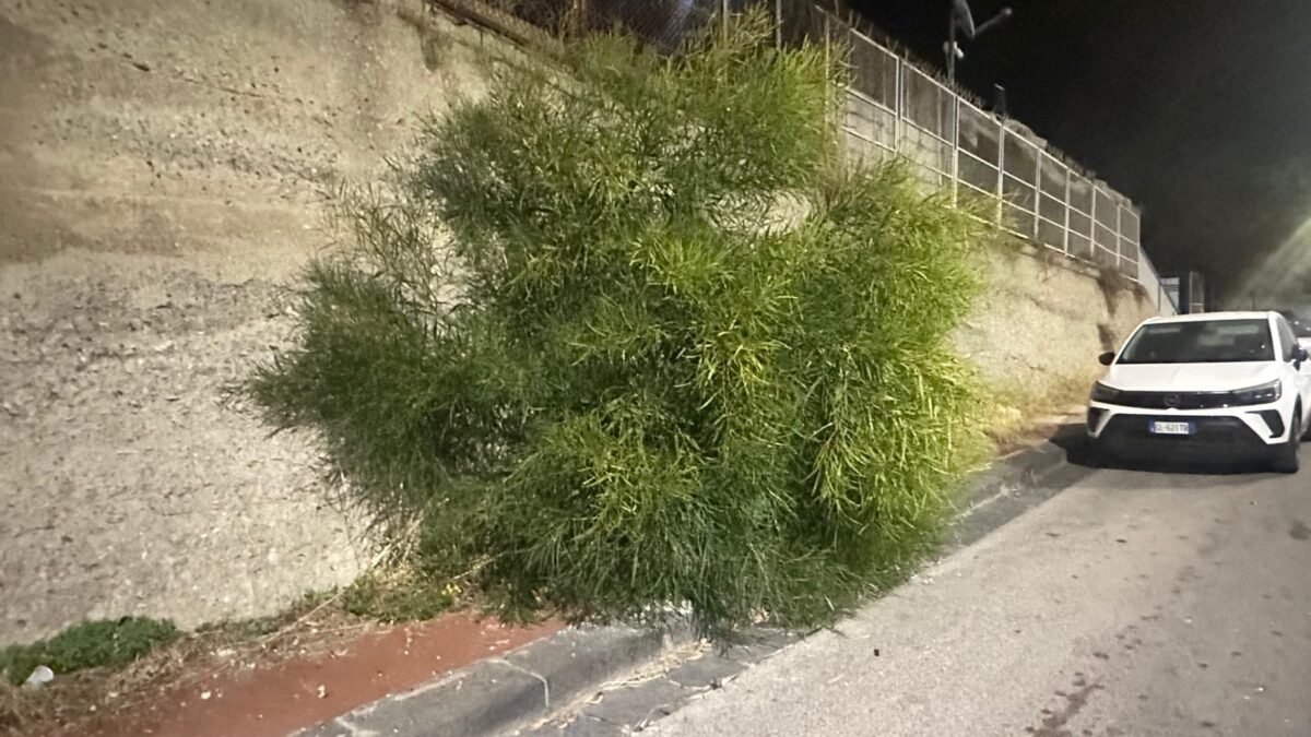 Ex Villa del Sole, il marciapiede invaso dalla vegetazione